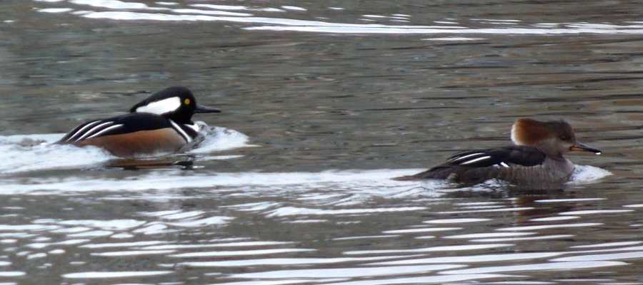 Lake Elkhorn, MD - Dec. 22, 2017 - male (left) & female (right)